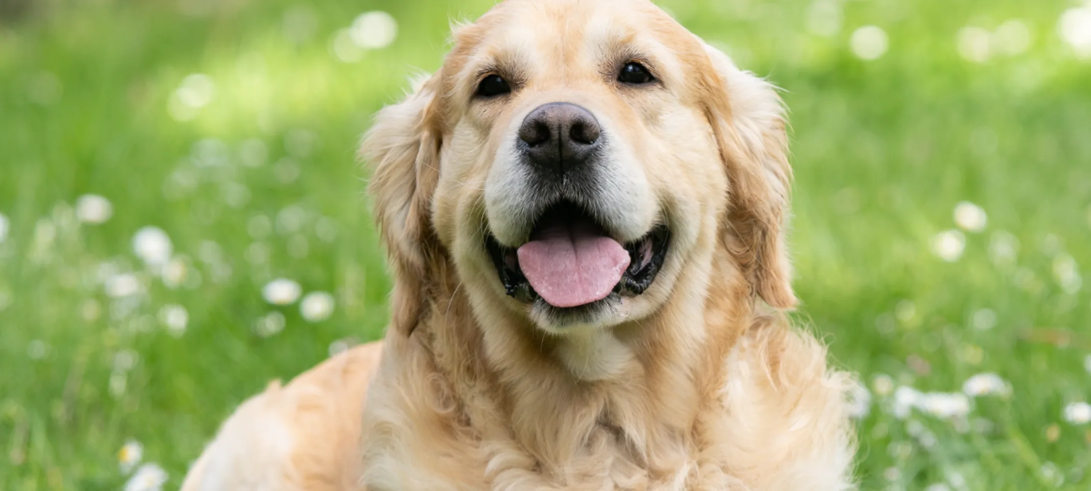 large dog smiling in grass